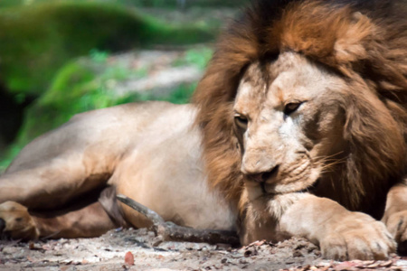 一只肌肉发达，胸部深的雄狮在森林里休息时模糊的特写镜头。模糊的照片透过玻璃