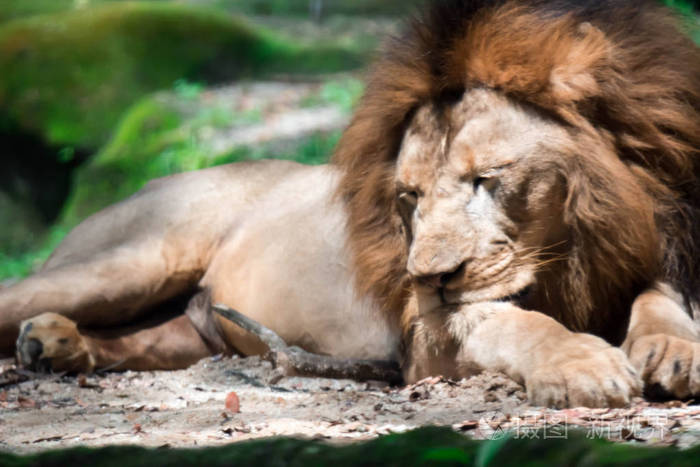 一只肌肉发达胸部深的雄狮在森林里休息时模糊的特写镜头模糊的照片