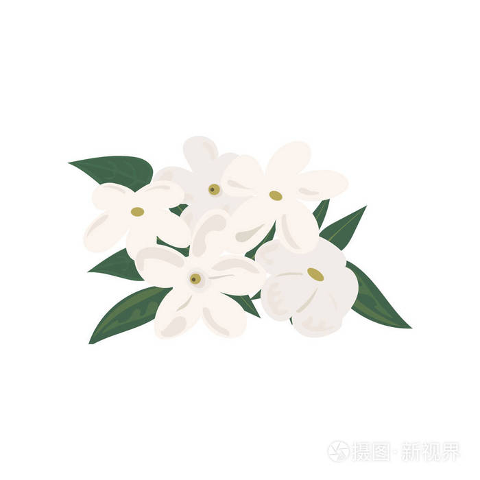 盛开的茉莉花的枝条.