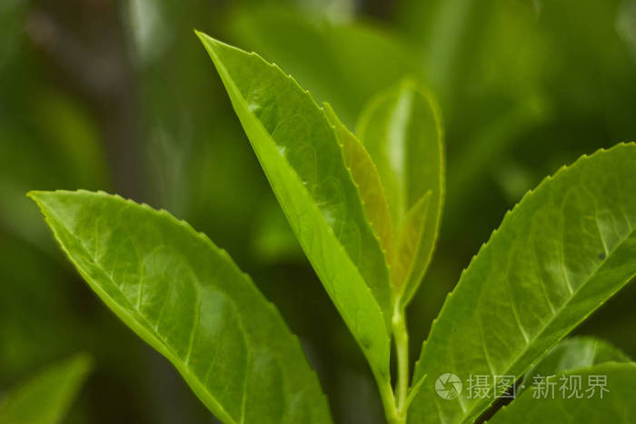 一些叶片在宏观透镜放大下的细节。叶脉和叶细节清晰可见，包括锯齿边缘。