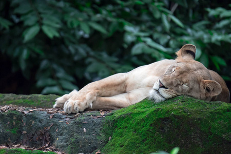 母狮在森林中休息时拍摄的母狮或母狮的特写镜头。一张绿色背景的彩色野生动物照片
