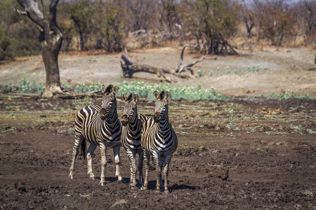  Specie Equus quagga burchellii family of Equidae