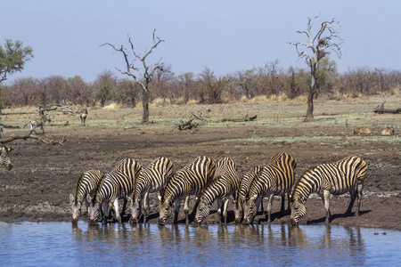  Specie Equus quagga burchellii family of Equidae