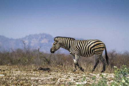  Specie Equus quagga burchellii family of Equidae