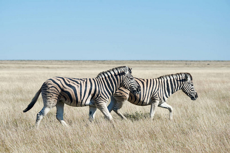 野生斑马在纳米比亚干旱的热带草原上自由行走