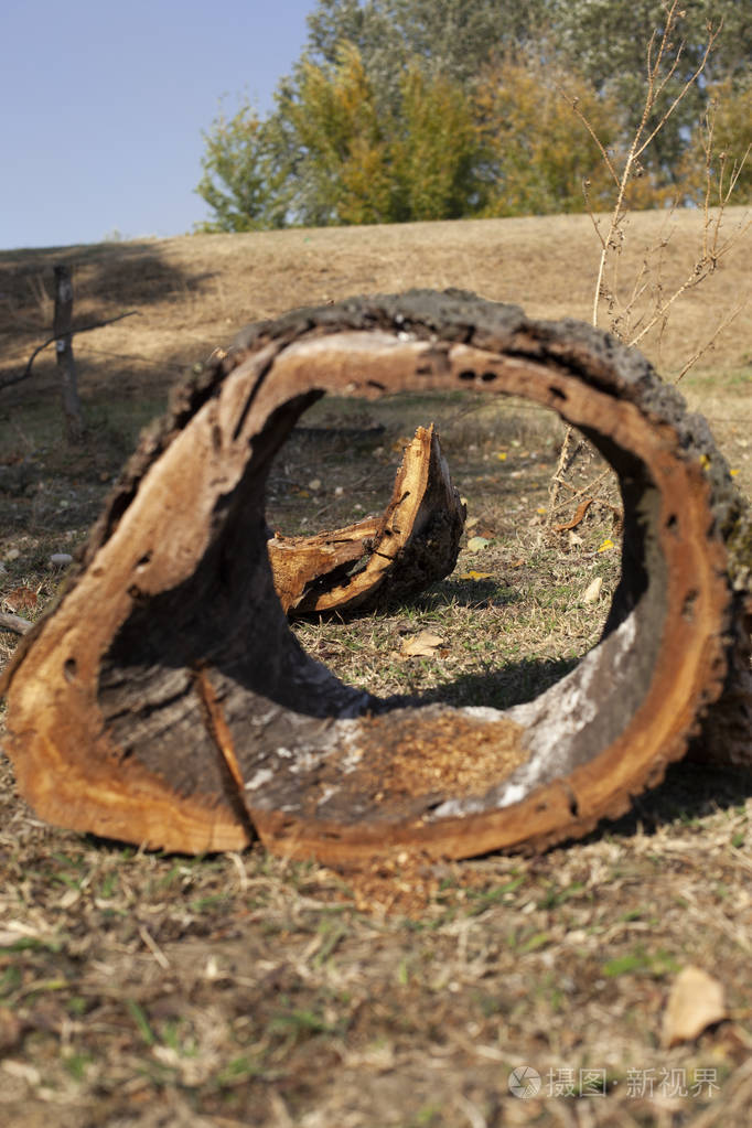 在公园里压碎了旧木头