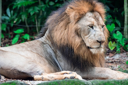 一只肌肉发达的深胸雄狮在森林里休息时的特写镜头。 彩色野生动物照片，绿色背景