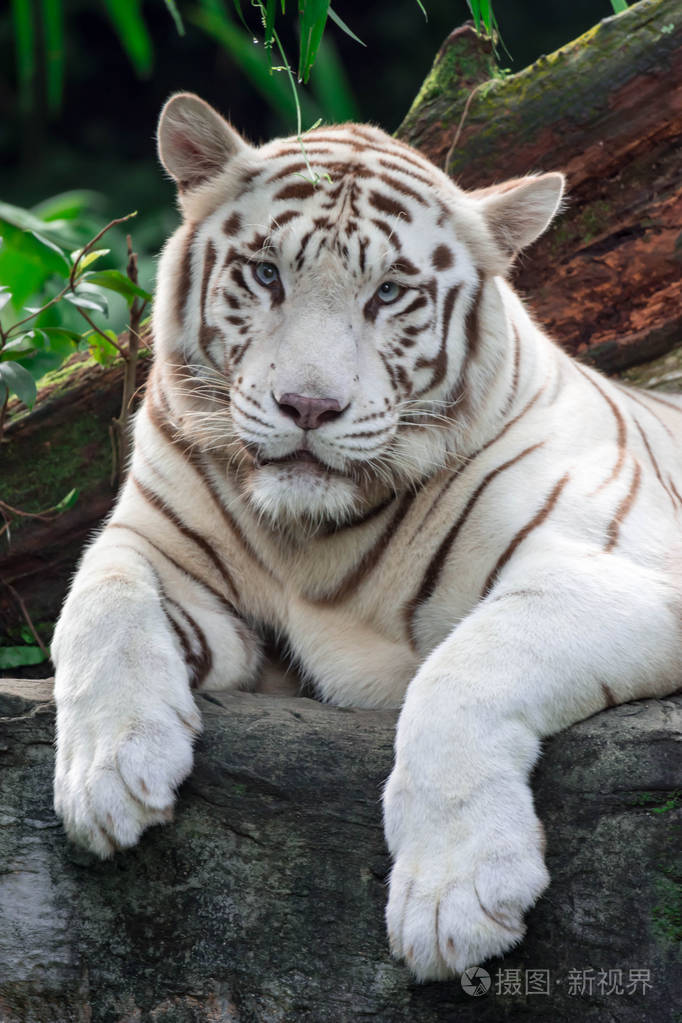一张白色老虎或孟加拉虎的特写照片盯着某人看显示出对某人的兴趣白虎