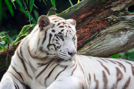 一张白色老虎或孟加拉虎的特写照片，盯着某人看，显示出对某人的兴趣。 白虎也被称为漂白虎。