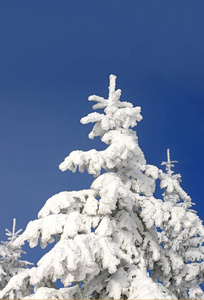 在冬天的风景中，雪下的枞树
