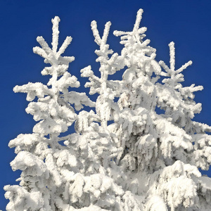 在冬天的风景中，雪下的枞树