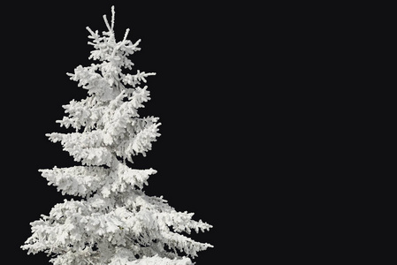 在冬天的风景中，雪下的枞树