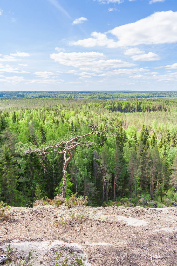 俄罗斯卡雷利亚山腰上的松