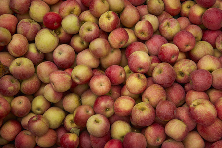 红苹果质地许多红苹果在生产阶段收集时收集在垃圾箱中。 苹果储藏。