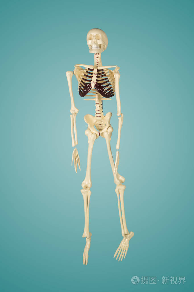 人体骨架照片图片