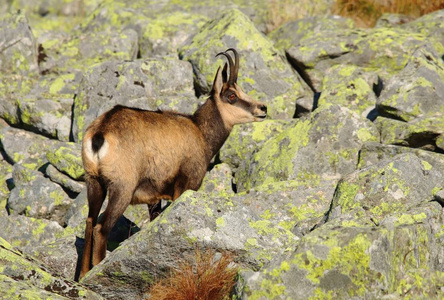 秋天美丽的Chamois Rupicapra