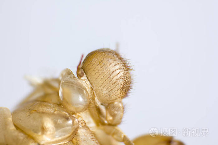 白色背景上的蝉壳