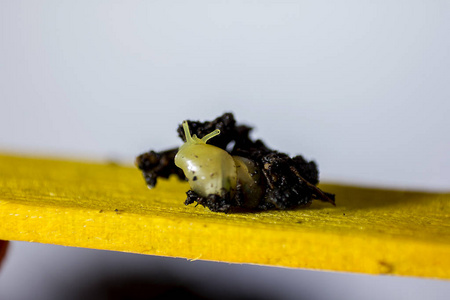 一只很小的蜗牛,有一个黄色的壳.照片
