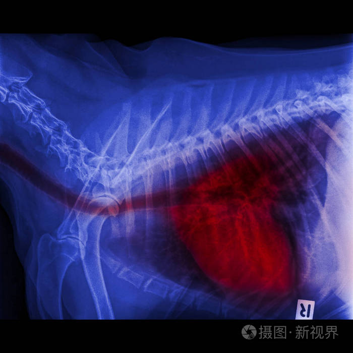 犬侧视x线闭合于胸部和胸部,呼吸系统,气管,肺,肺炎