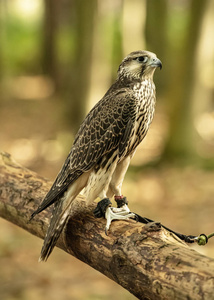 英国，舍伍德福尔斯特，诺丁汉郡猛禽事件2018年10月幼年游隼圈养。Gyrfalcon这个名字可能是古老的德语单词gir意