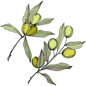 橄榄树在向量样式隔离.绿色雕刻水墨艺术照片