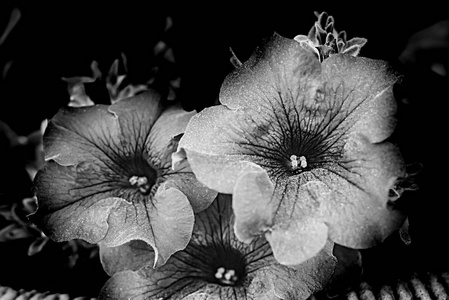 艺术概念黑白照片的花在黑暗的背景.照片