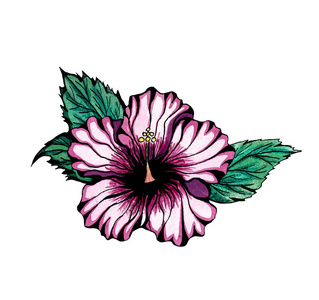 图形芙蓉花设置隔离在白色背景上。 手绘墨水和水彩植物插图。