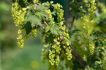 春天花园里盛开的黑色醋栗的树枝关闭了树枝醋栗,选择性地聚焦在自然