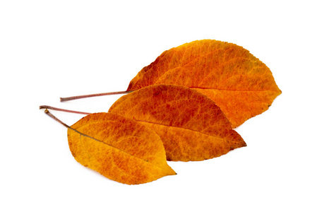 五颜六色的秋叶在白色背景下分离