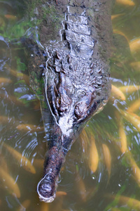 鳄鱼加维利斯甘格蒂克斯在一片有鱼的沼泽里游泳。 食鳄鱼又名食鳄鱼和食鳄鱼是食鳄鱼科中的一种鳄鱼