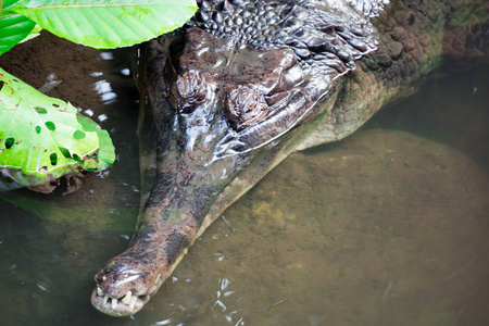 鳄鱼加维利斯甘格蒂克斯在一片有鱼的沼泽里游泳。 食鳄鱼又名食鳄鱼和食鳄鱼是食鳄鱼科中的一种鳄鱼