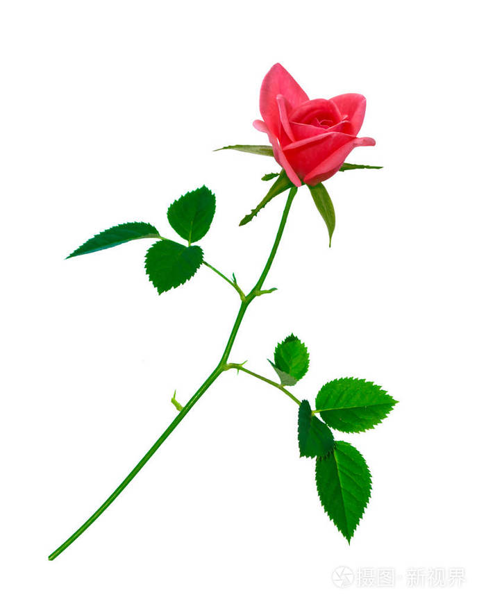 白色背景的花蕾玫瑰
