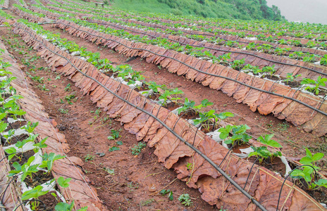 山地农业领域。 芒农海村MAE RIM地区蒙尚山脊蔬菜种植场景。 中国