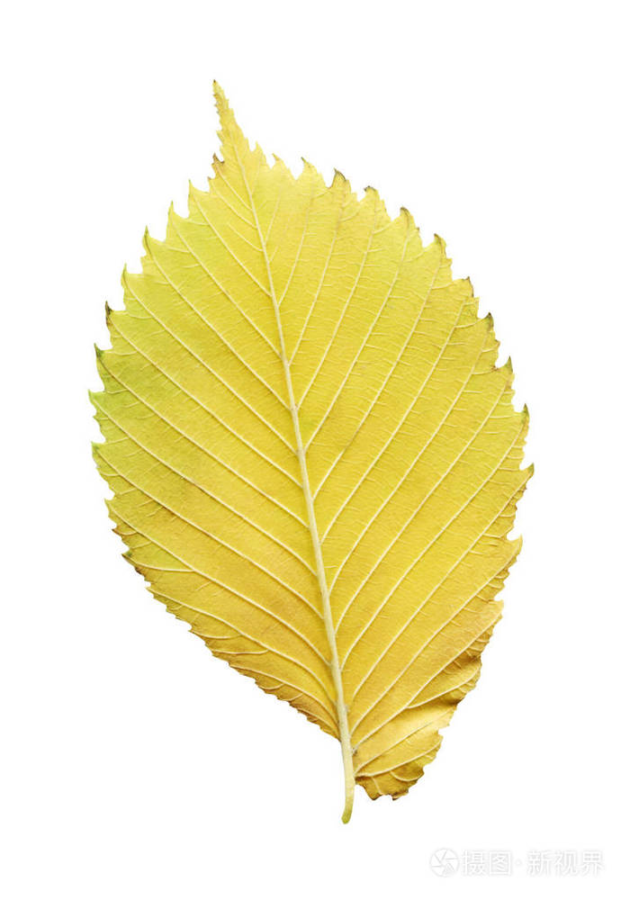 榆树叶子特写镜头金秋色榆树叶孤立