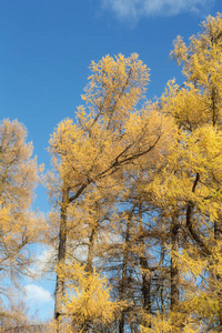 黄色落叶松在天空中坠落图片