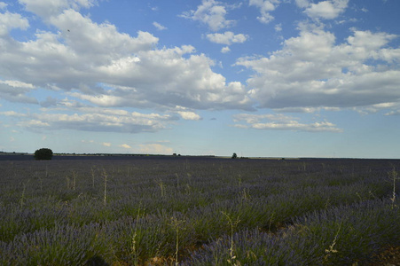 一排排的薰衣草与天空与珍贵的云彩在日落在一个布里霍加草地。 大自然植物气味景观。 2008年9月8日，布利霍加瓜达拉哈拉。
