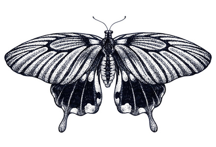 热带蝴蝶.凤蝶农.dotwork 纹身.传统的黑点式墨水照片
