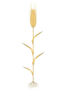 黑麦植物，根在白色背景上分离。