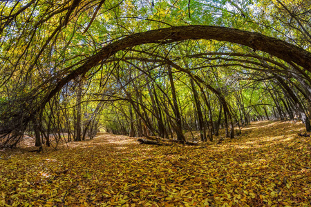 一条土路穿过秋天的森林。 都散落着黄色的落叶。