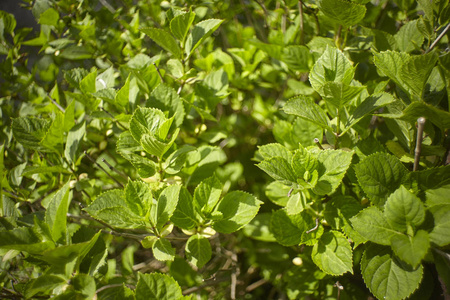 新的叶子，生于春天的灌木上，用作花园中的观赏植物。