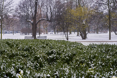 雾蒙蒙的早晨，城市公园里白雪覆盖的灌木丛