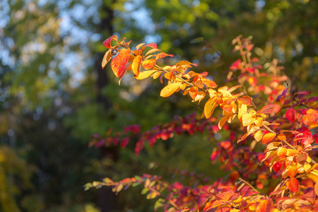 秋叶色鲜艳的枝图片