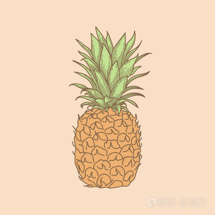 手绘整个未切割菠萝素描风格矢量插图隔离在淡粉色背景上.