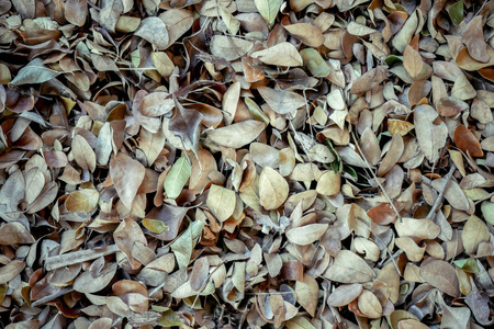 棕林土壤秋季落叶