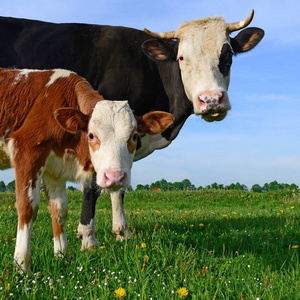 在夏季牧场上靠近母亲的小牛