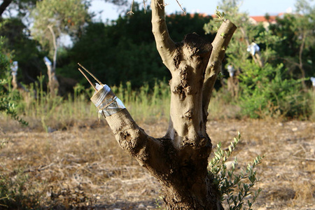以色列北部老橄榄园嫁接树木照片