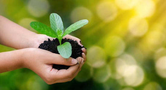 环境地球日在树木手中生长幼苗.