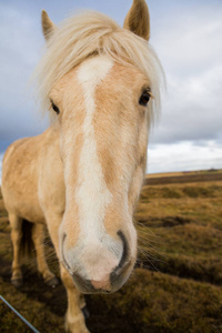 冰岛的马。 冰岛美丽的冰岛马。 一群冰岛马站在田野里，有山背景。