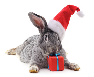 兔子戴着一顶白色背景的圣诞帽。