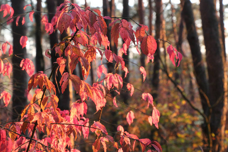 秋天公园秋天树木五颜六色的叶子